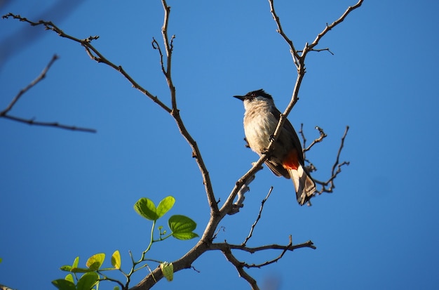 L&#39;oiseau est sur une branche et un ciel bleu.