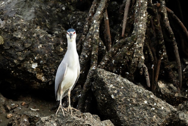 Un oiseau est debout sur un rocher dans l'eau.