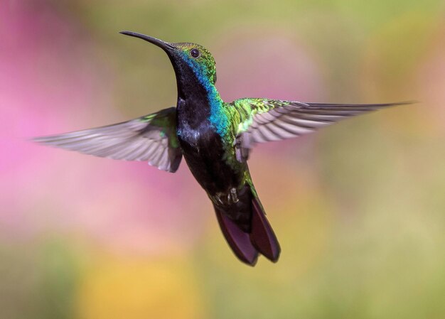 Photo l'oiseau est jpg