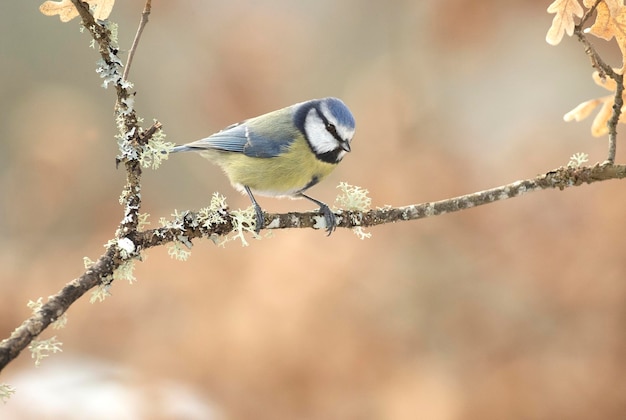 Un oiseau est perché sur une branche avec une fleur jaune au premier plan.