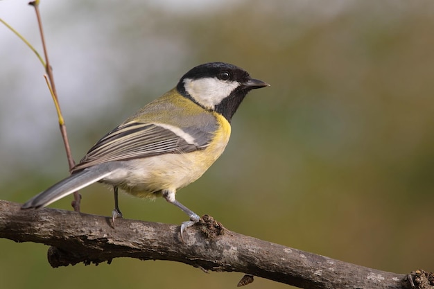 un oiseau est perché sur une branche avec un fond flou