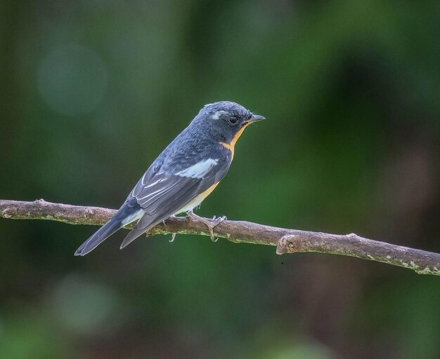 un oiseau est perché sur une branche avec un fond flou