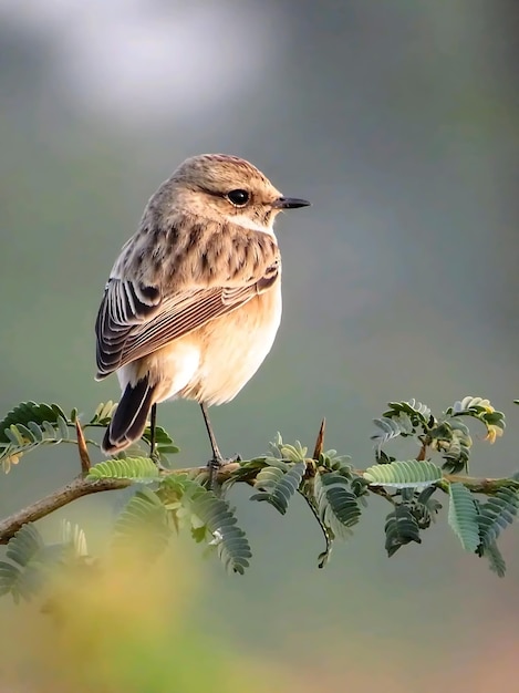 Un oiseau est perché sur une branche avec un fond flou.