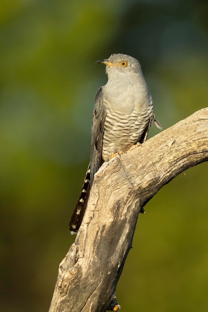 un oiseau est perché sur une branche avec un fond vert