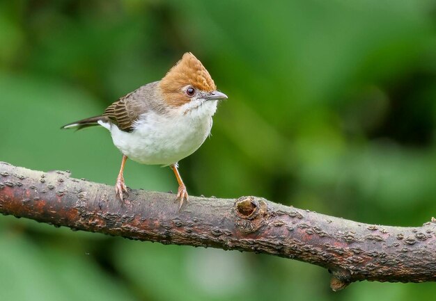 Photo un oiseau est perché sur une branche avec un fond vert