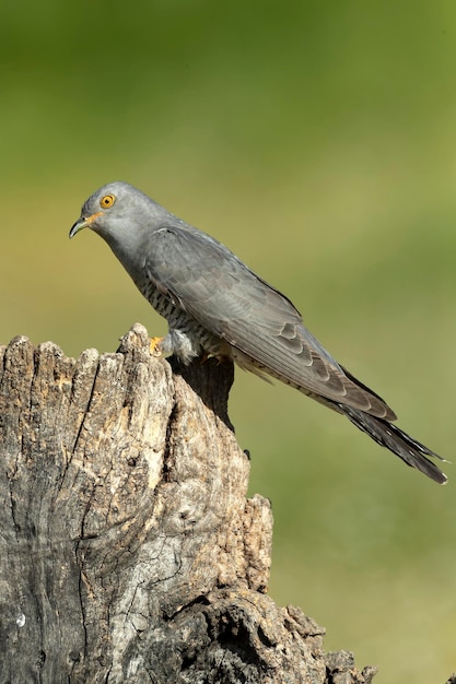 un oiseau est perché sur un souche d'arbre avec un fond flou