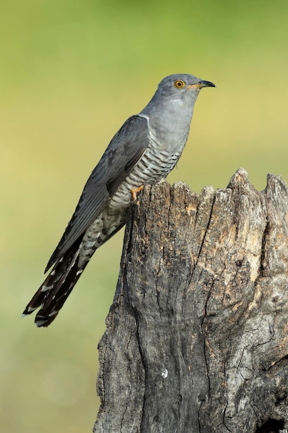 un oiseau est perché sur un souche d'arbre avec un fond vert