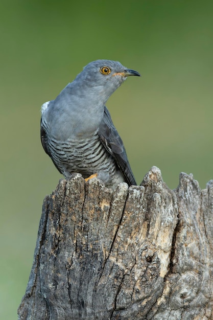 un oiseau est perché sur un souche d'arbre avec un fond vert