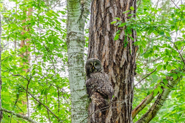 Un oiseau est perché sur un tronc d'arbre