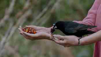 Photo un oiseau est tenu dans les mains de quelqu'un avec des baies