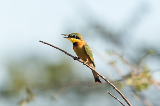 oiseau européen mangeur d'abeilles