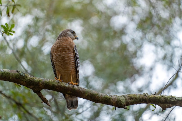 L'oiseau faucon à épaulettes perché sur une branche d'arbre à la recherche d'une proie pour chasser dans la forêt d'été