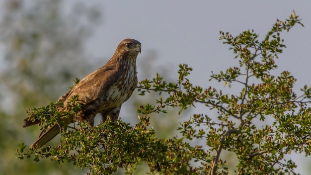 Photo oiseau faucon perché sur un arbre