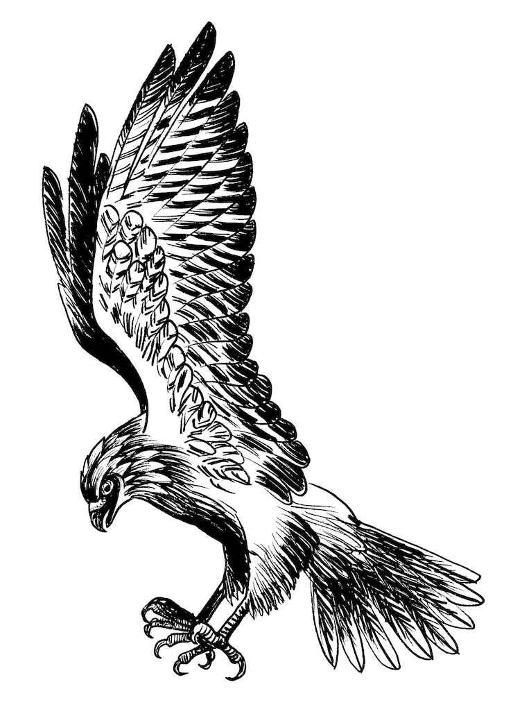 Photo oiseau faucon volant encre dessin noir et blanc