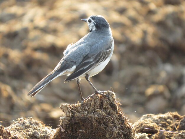 Oiseau et faune étonnants