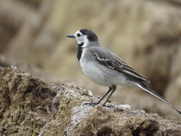 Oiseau et faune étonnants