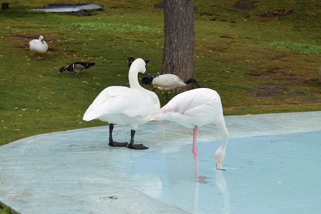 L'oiseau fier et gracieux du cygne blanc