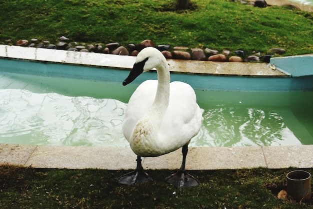 L'oiseau fier et gracieux du cygne blanc