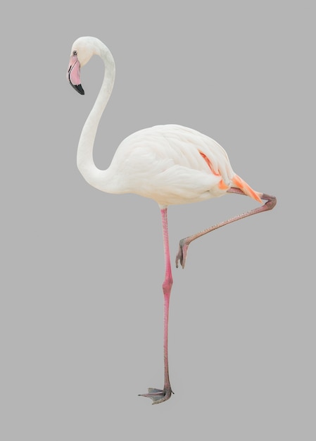 Oiseau flamant blanc isolé sur gris