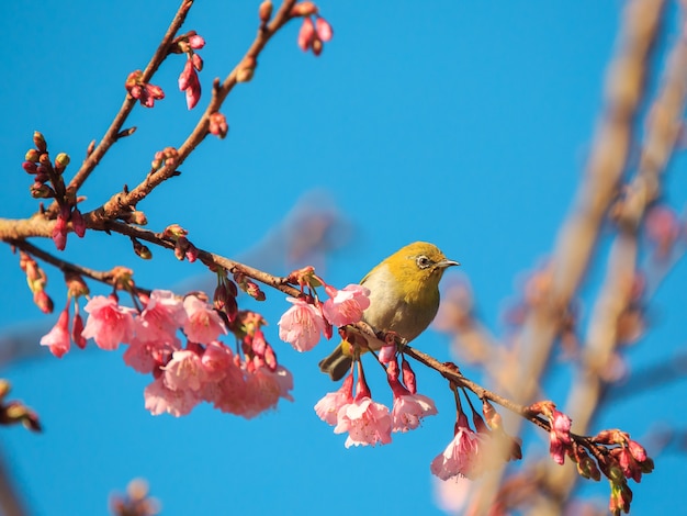 Oiseau sur fleur de cerisier