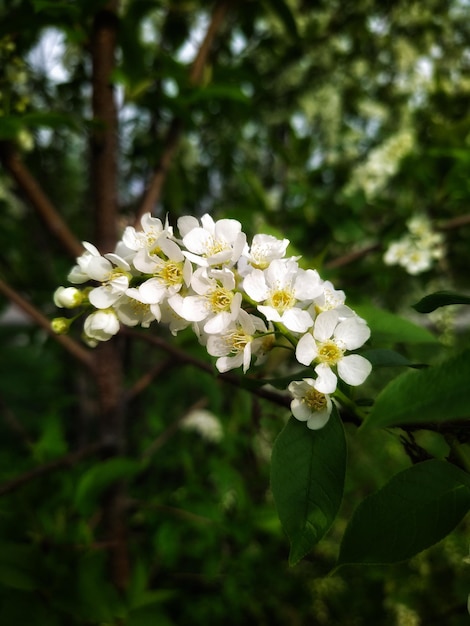 oiseau fleurs de cerisier