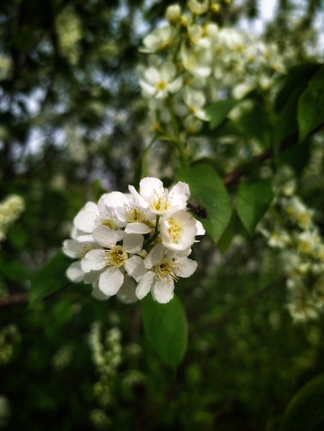 oiseau fleurs de cerisier