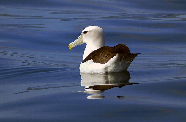 Photo oiseau flottant