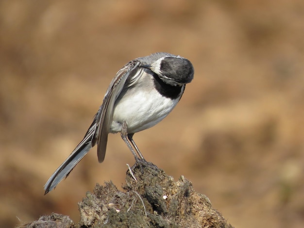 Oiseau sur un fond magnifique