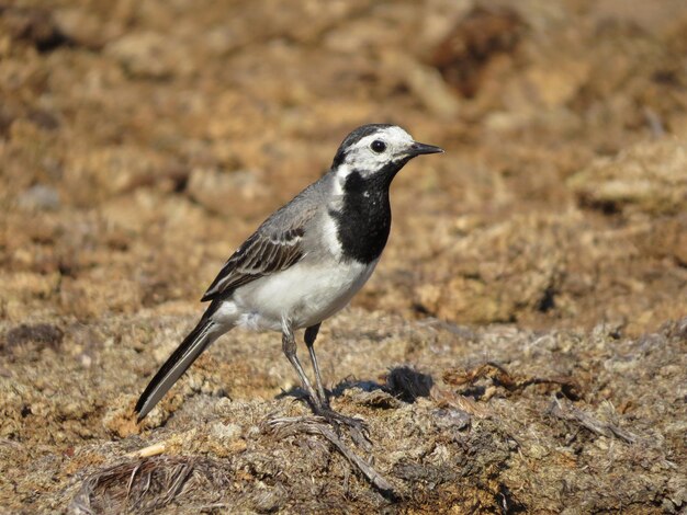 Oiseau sur le fond de la nature sauvage