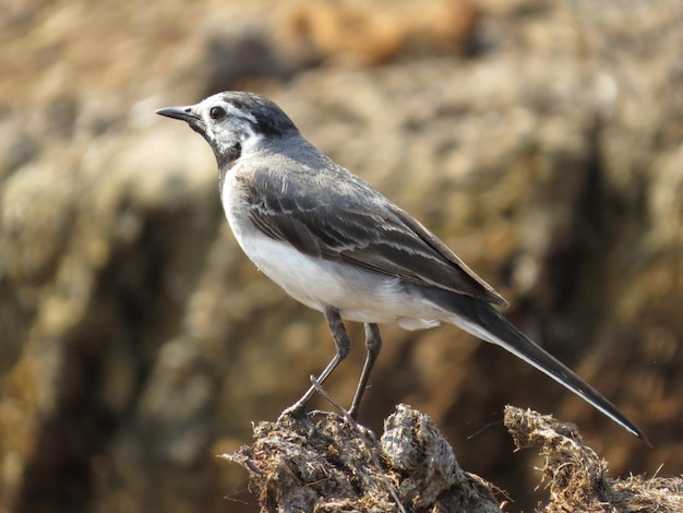 Oiseau sur fond de nature sauvage