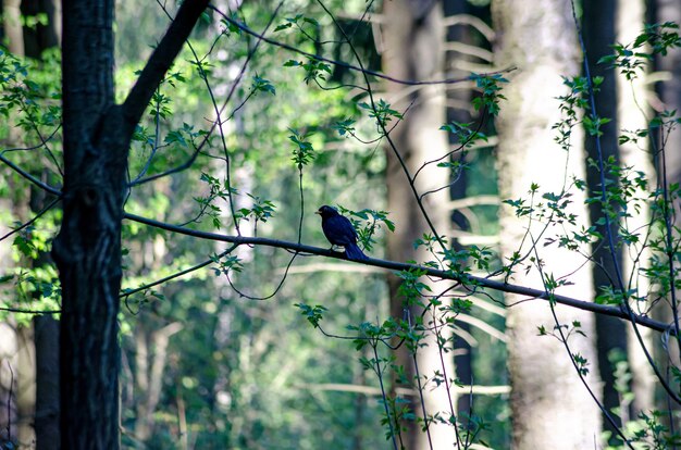 un oiseau forestier est assis sur une branche dans la cime des arbres