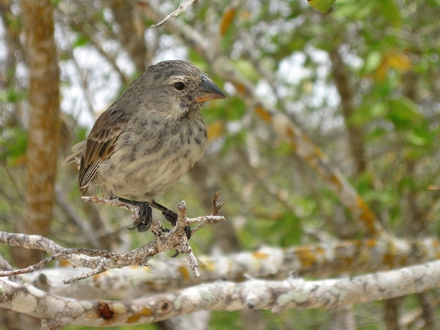 Oiseau Galápagos