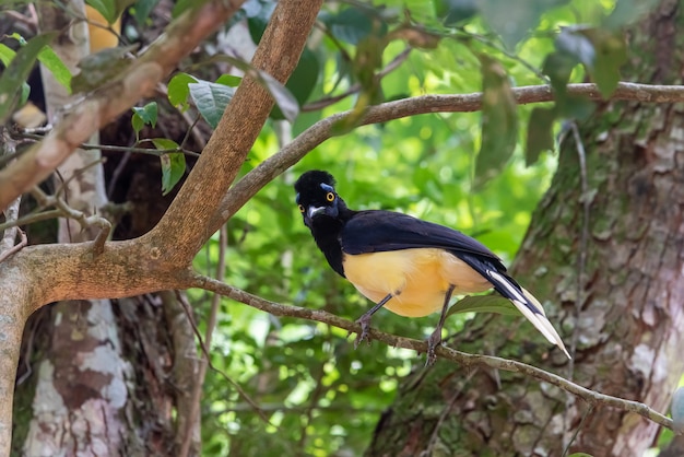 Oiseau Geai à Crête En Peluche Dans La Forêt Du Parc National Des Chutes D'iguazú