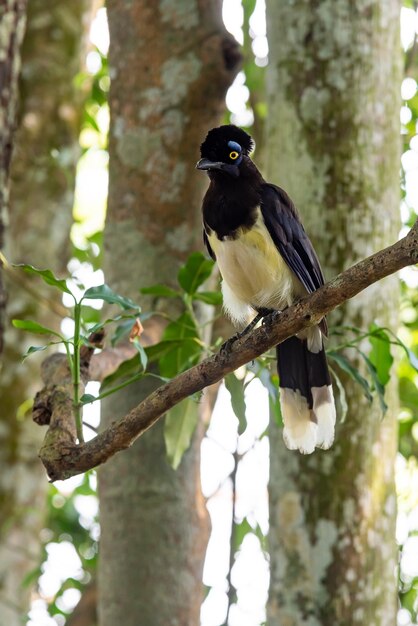 Oiseau geai à crête en peluche dans la forêt d'Iguazu