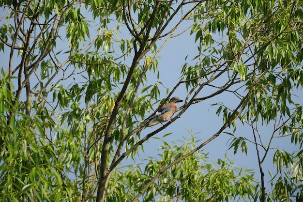 Oiseau geai eurasien sur une branche d'arbre