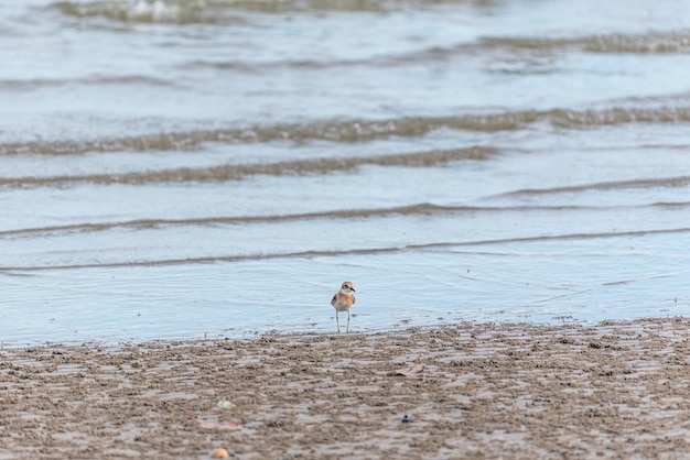 Oiseau (Grand Pluvier) dans la nature sauvage