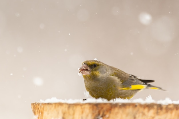 Oiseau Greenfinch Carduelis chloris perché sur une souche d'hiver, de la neige.