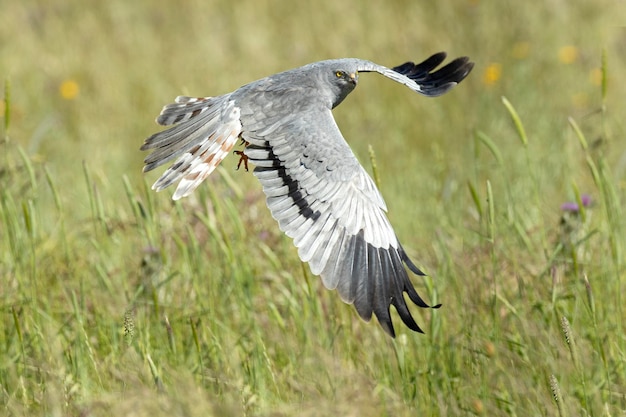 Un oiseau gris aux plumes noires et blanches vole dans un champ.