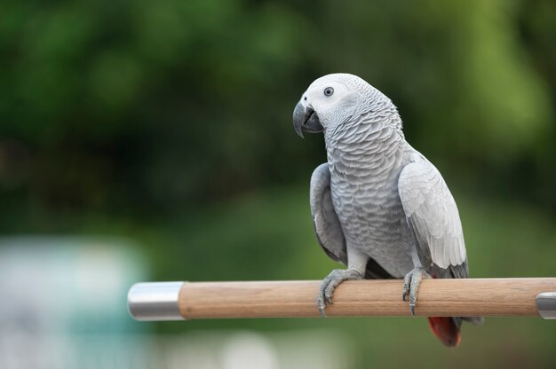 Oiseau gris sur fond de nature verte floue