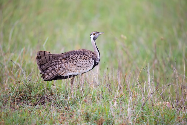 L'oiseau gris indigène est debout dans l'herbe et à la recherche