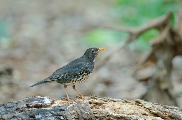 Oiseau de Grive japonaise (Turdus cardis)