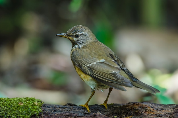 Oiseau de grive sourcilée (Turdus obscures)