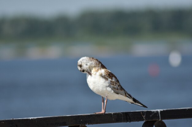 Oiseau sur le gros plan de la rivière