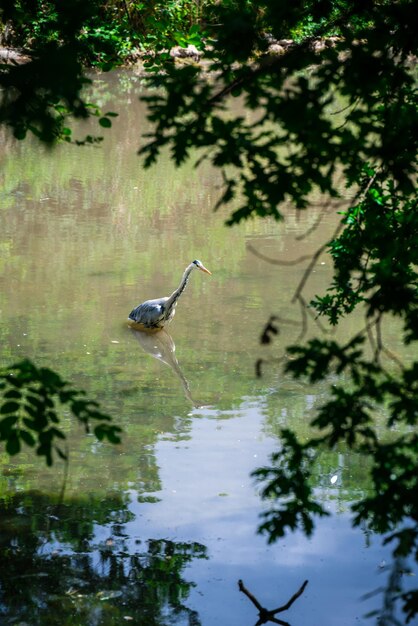 Oiseau grue à long cou pataugeant dans l'eau