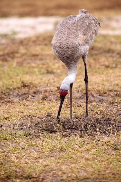 L'oiseau Grus canadensis cherche de la nourriture dans le marais du parc d'État de la rivière Myakka