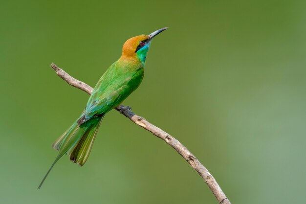 Oiseau Guêpier vert sur une branche d'arbre