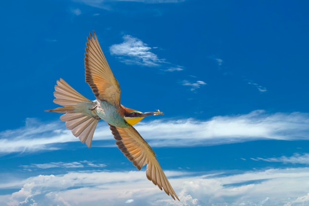 Un oiseau guêpier volant avec un papillon dans son bec