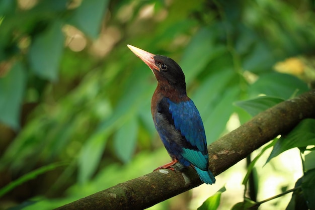 Oiseau Halcyon cyanoventris en attente de nourriture de sa mère