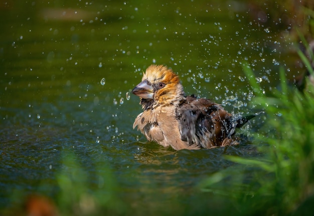 Oiseau Hawfinch se baignant debout dans un étang en gros plan