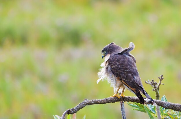 Oiseau Hawkhawk dans un arbre dans la zone humide brésilienne